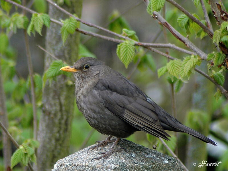 Common Blackbird male