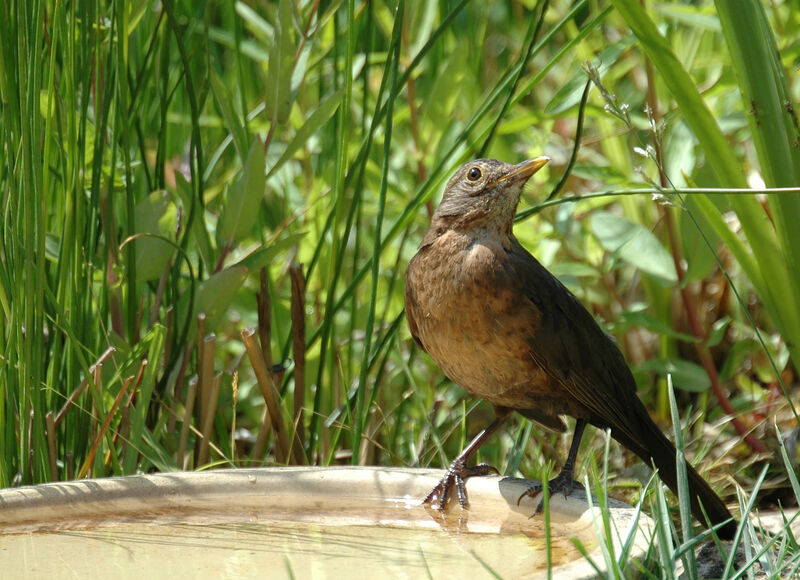 Common Blackbird female adult