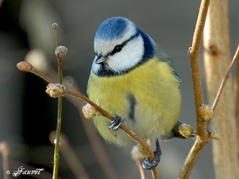 Eurasian Blue Tit