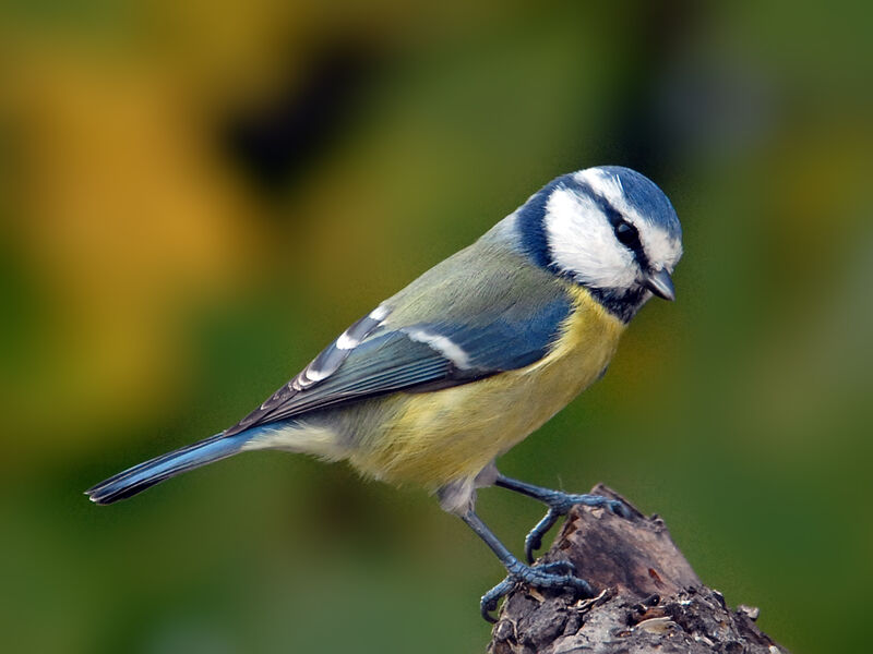 Mésange bleue