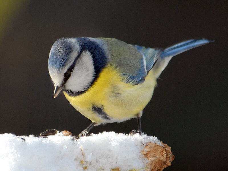 Eurasian Blue Tit, feeding habits