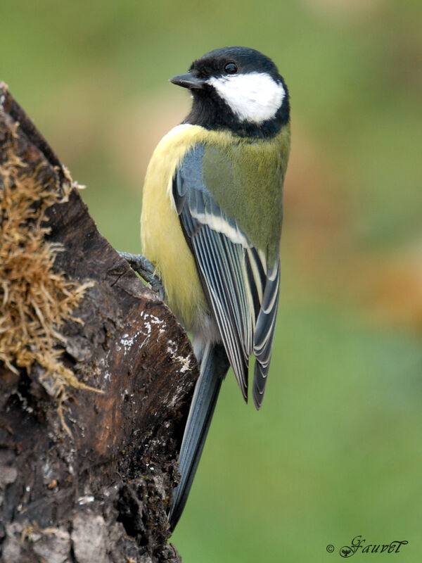 Mésange charbonnièreadulte internuptial