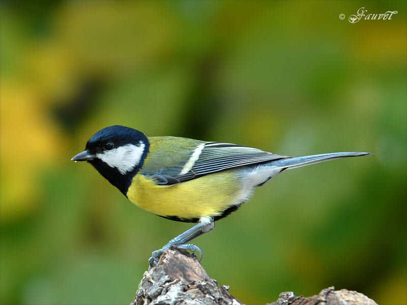 Mésange charbonnière