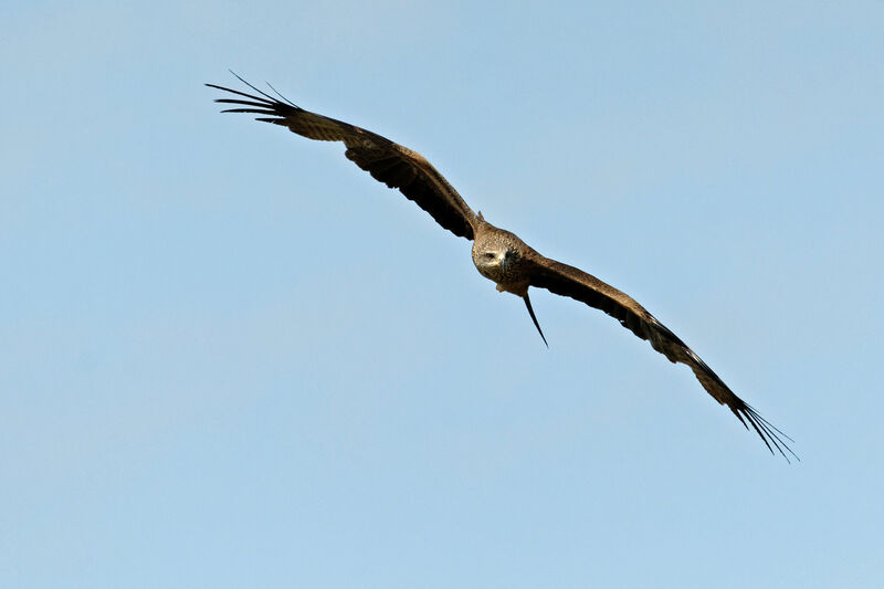 Black Kite, Flight