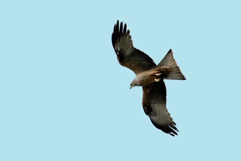 Black Kite, Flight