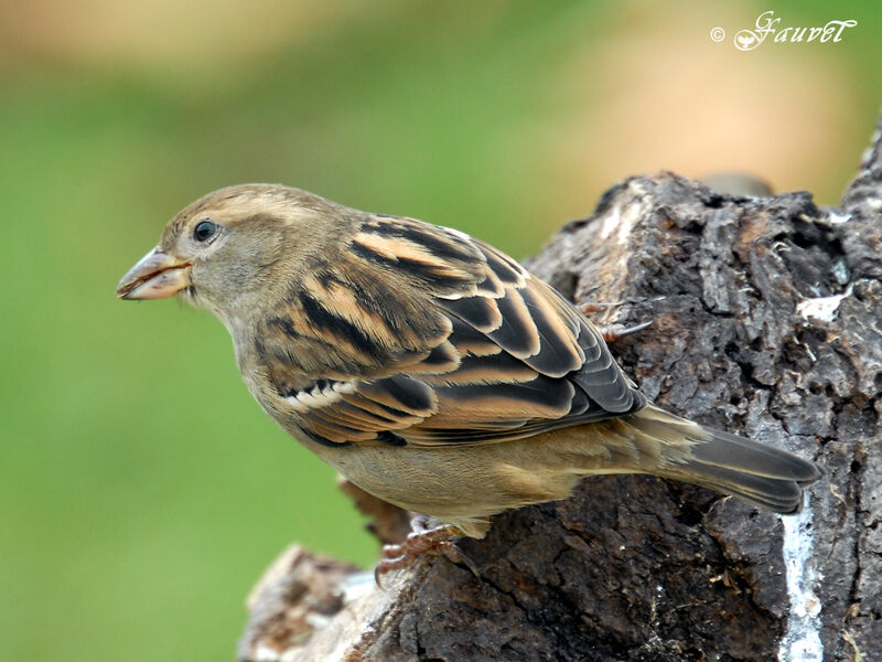 Moineau domestique femelle adulte internuptial