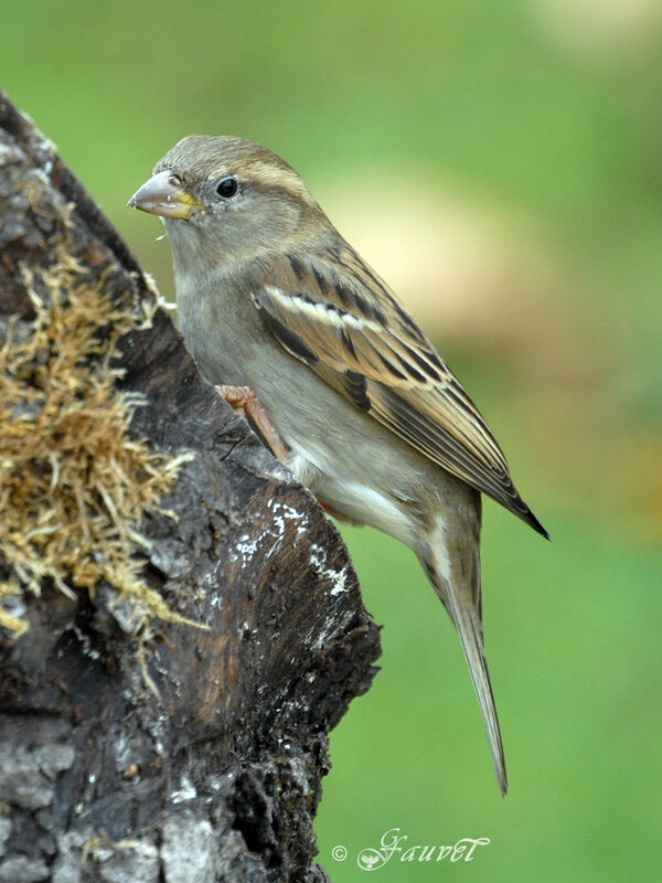 Moineau domestique femelle adulte internuptial