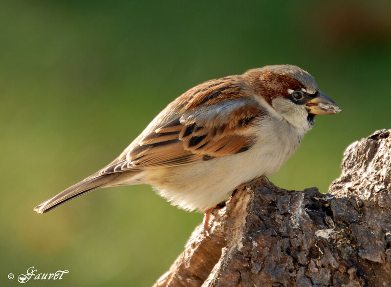 House Sparrow male