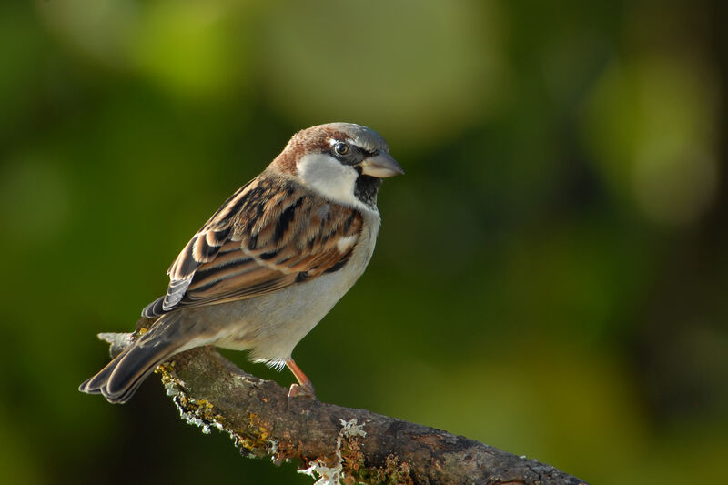 House Sparrow male adult, identification