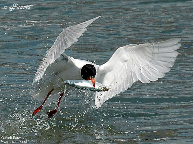 Mouette mélanocéphaleadulte, régime, pêche/chasse