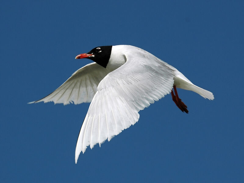 Mouette mélanocéphaleadulte nuptial