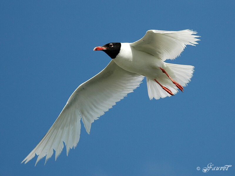 Mouette mélanocéphaleadulte nuptial