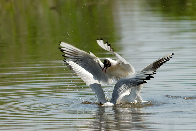 Black-headed Gulladult breeding, Behaviour