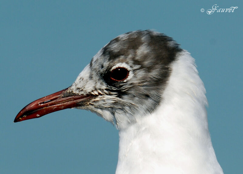 Black-headed Gull