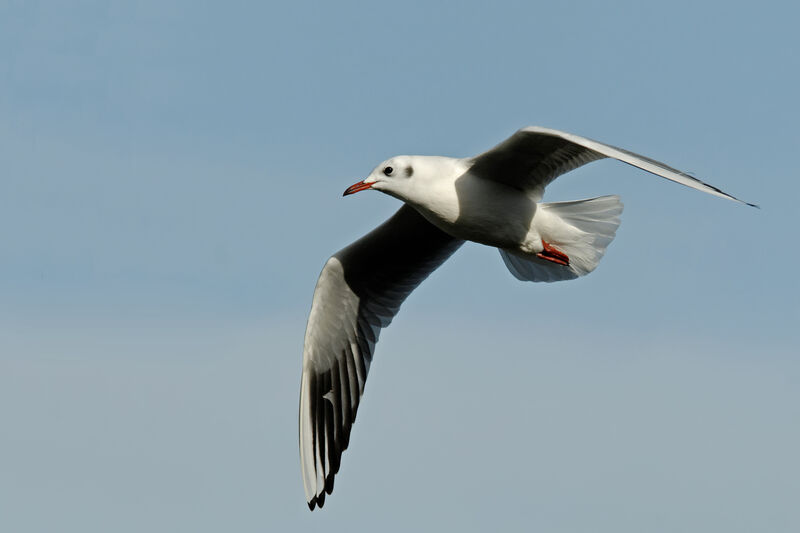 Black-headed Gulladult post breeding, Flight