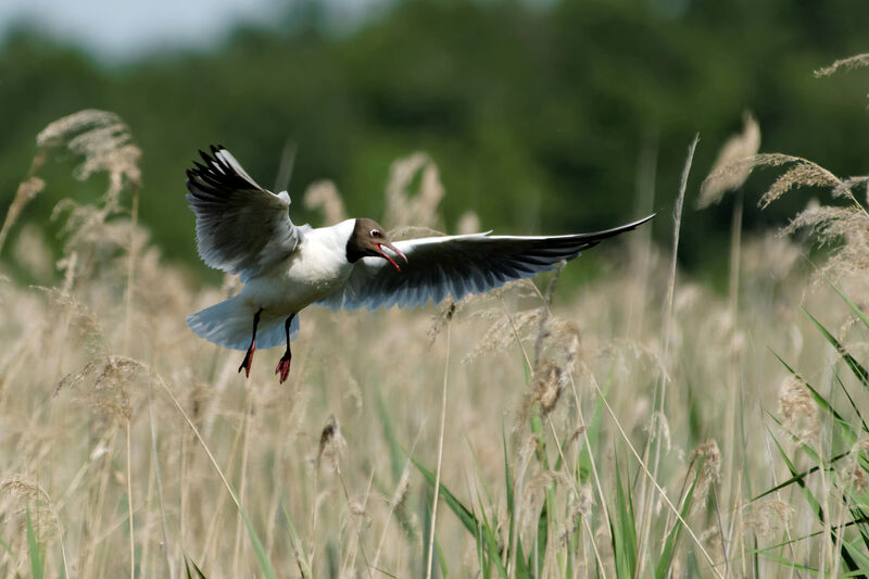 Mouette rieuseadulte nuptial, identification, Vol, Nidification