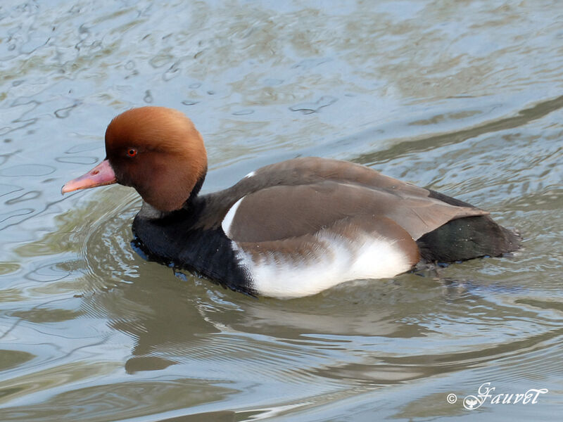 Nette rousse