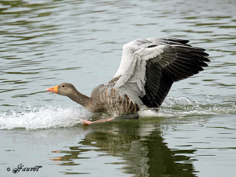 Greylag Goose