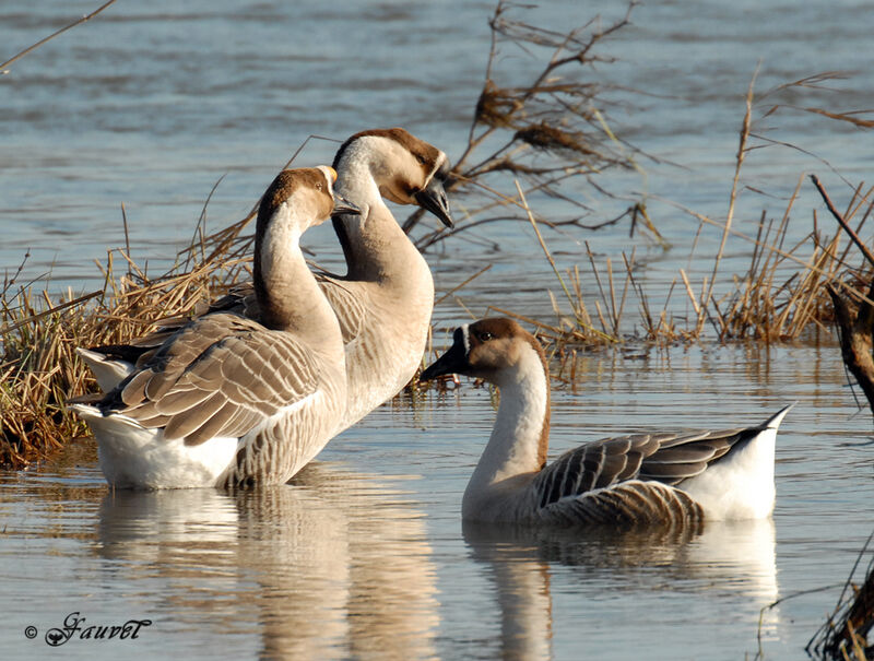 Swan Goose