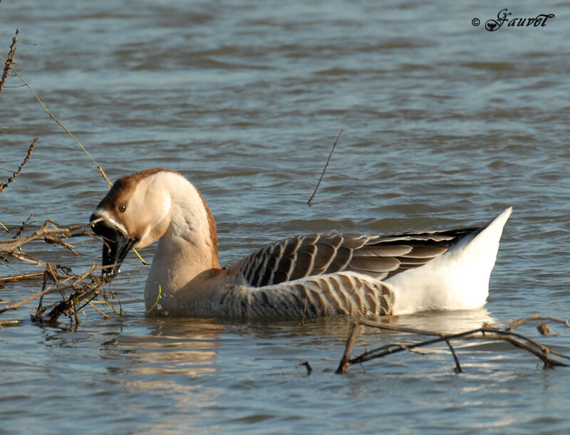 Swan Goose