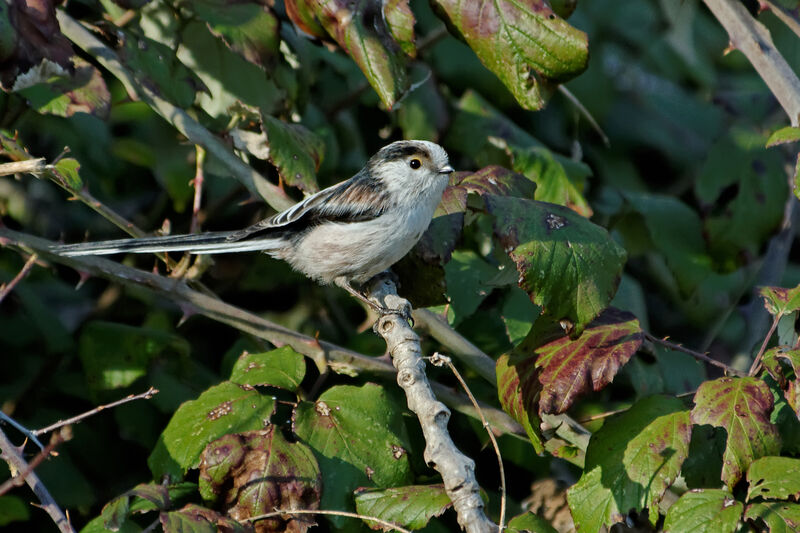 Long-tailed Titadult breeding, identification