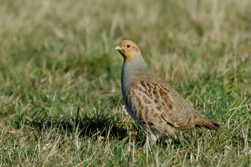 Perdrix griseadulte internuptial, identification