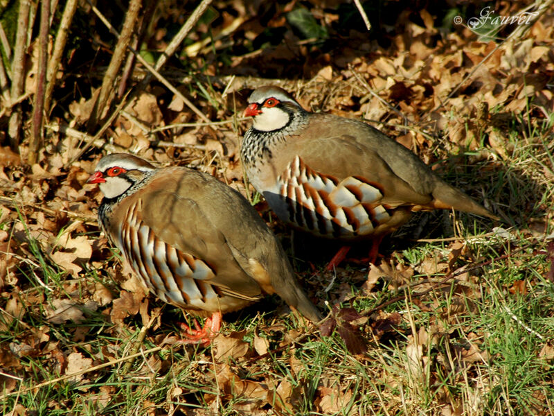 Red-legged Partridge