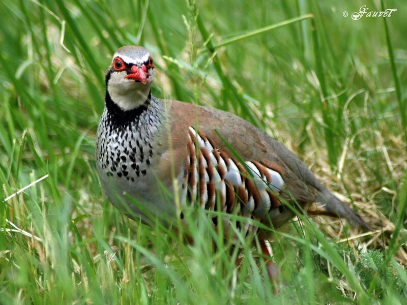 Red-legged Partridge