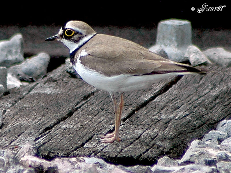 Little Ringed Ploveradult breeding