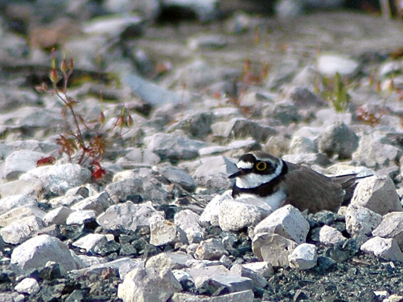 Little Ringed Ploveradult breeding