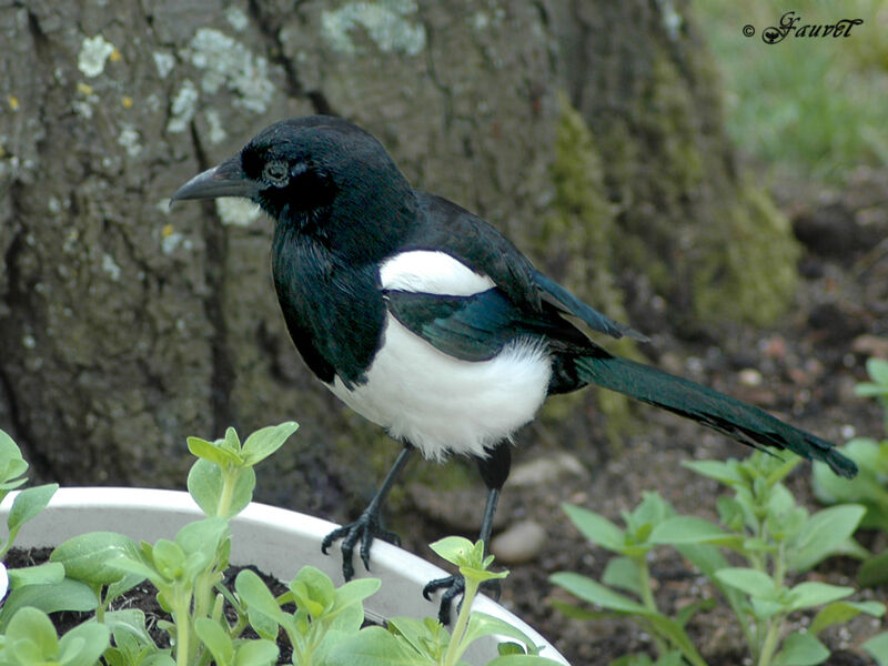 Eurasian Magpie