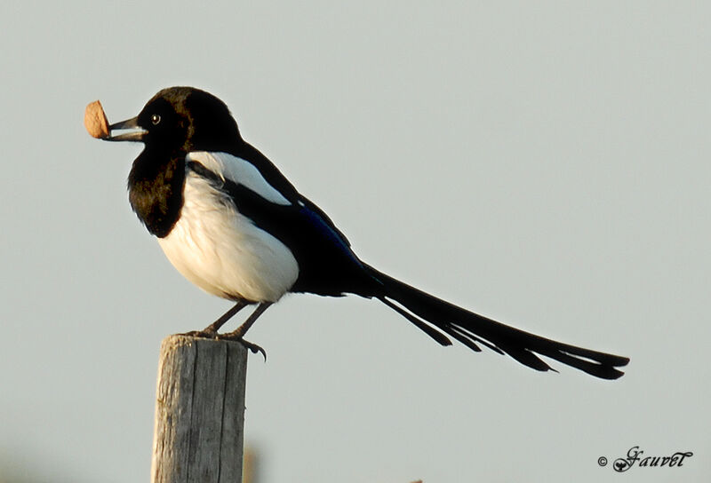 Eurasian Magpie