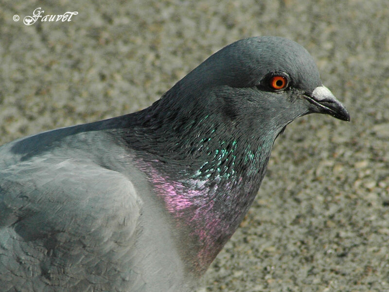 Rock Dove