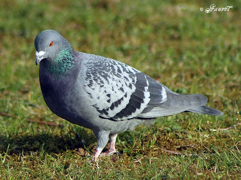 Rock Dove