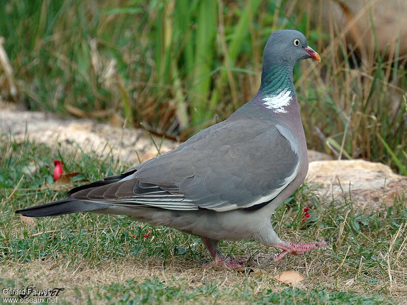 Common Wood Pigeonadult, walking