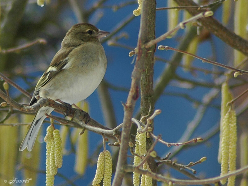 Eurasian Chaffinch female adult post breeding