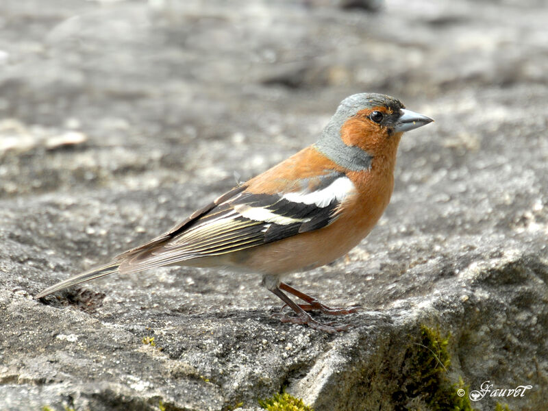 Eurasian Chaffinch male adult