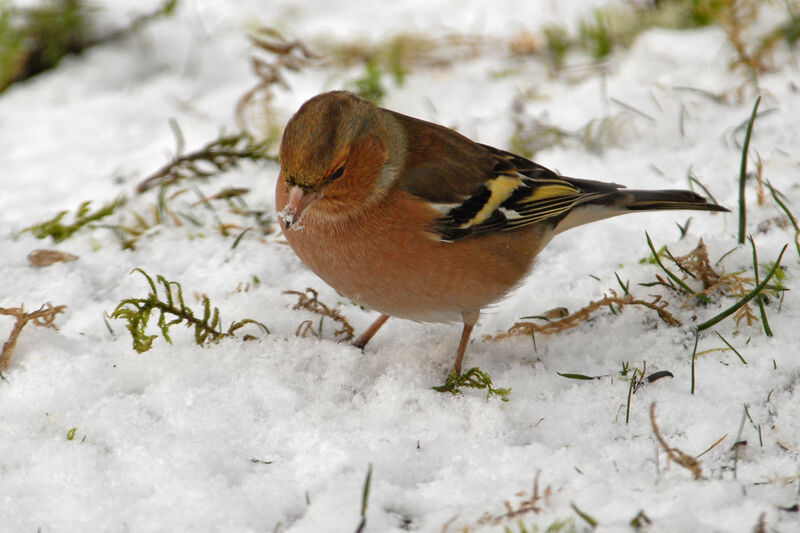 Eurasian Chaffinch