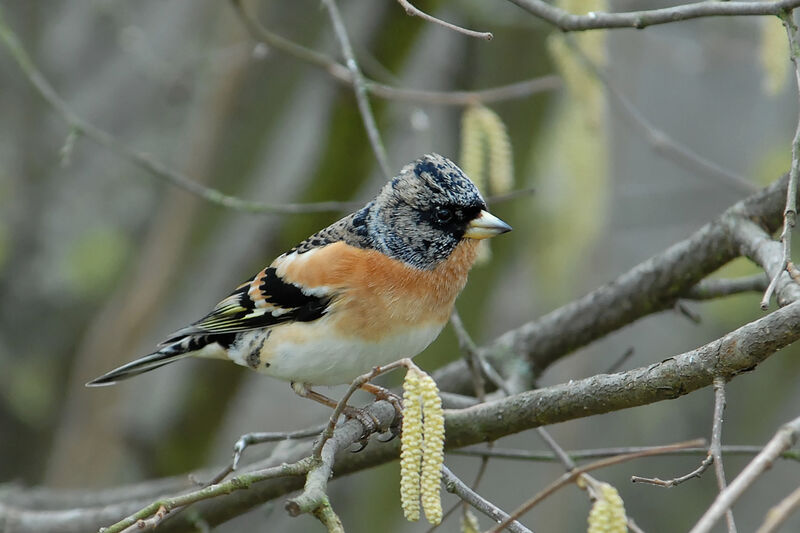 Bramblingadult post breeding, identification