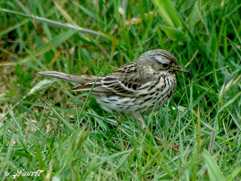 Meadow Pipit