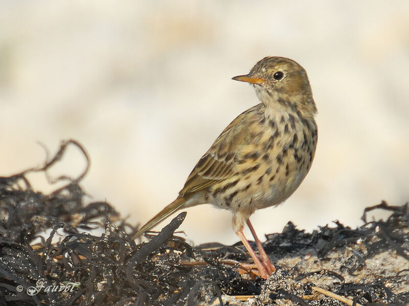 Meadow Pipit