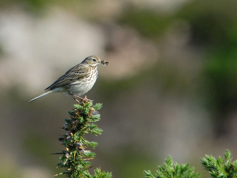 Meadow Pipit, identification