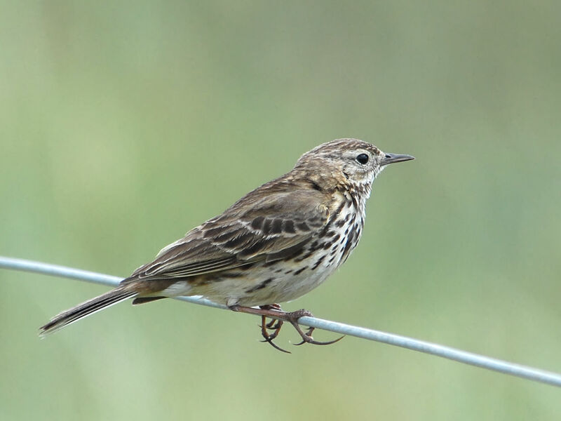 Pipit farlouse