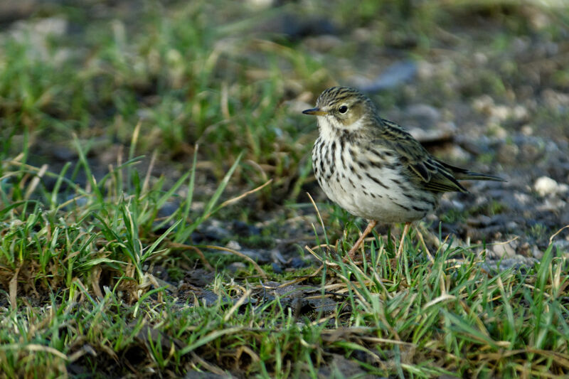 Meadow Pipit, identification