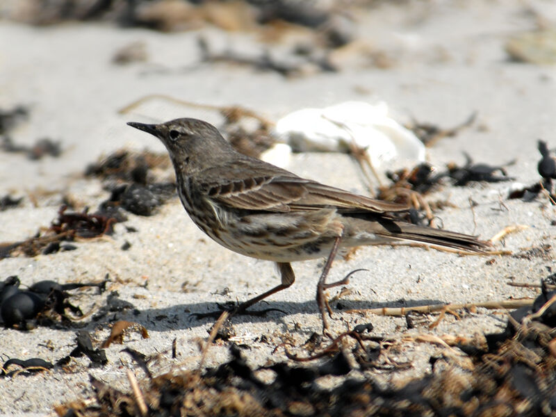 European Rock Pipit