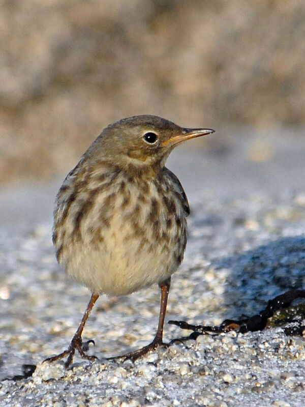 European Rock Pipitjuvenile