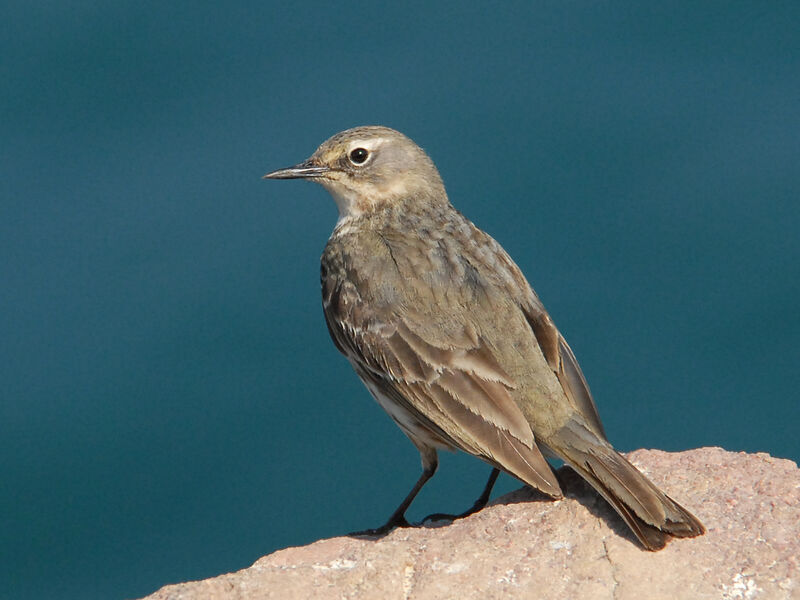 European Rock Pipit, identification