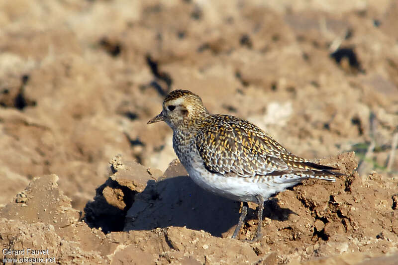 Pluvier doréadulte internuptial, identification