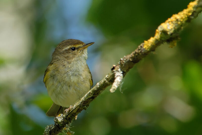 Willow Warbleradult, identification