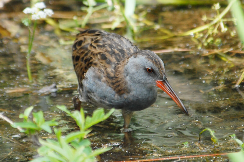 Water Railadult, identification